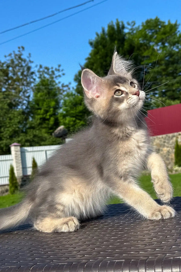 Vasarmat | golden maine coon kitten