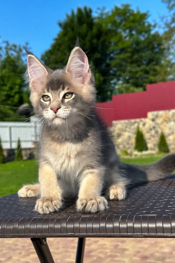 Vasarmat | golden maine coon kitten