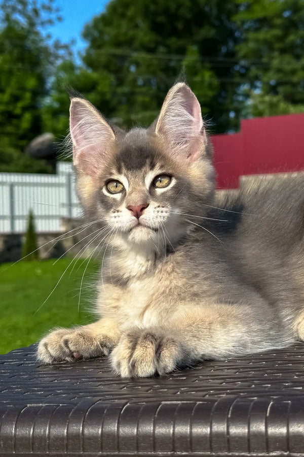 Vasarmat | golden maine coon kitten