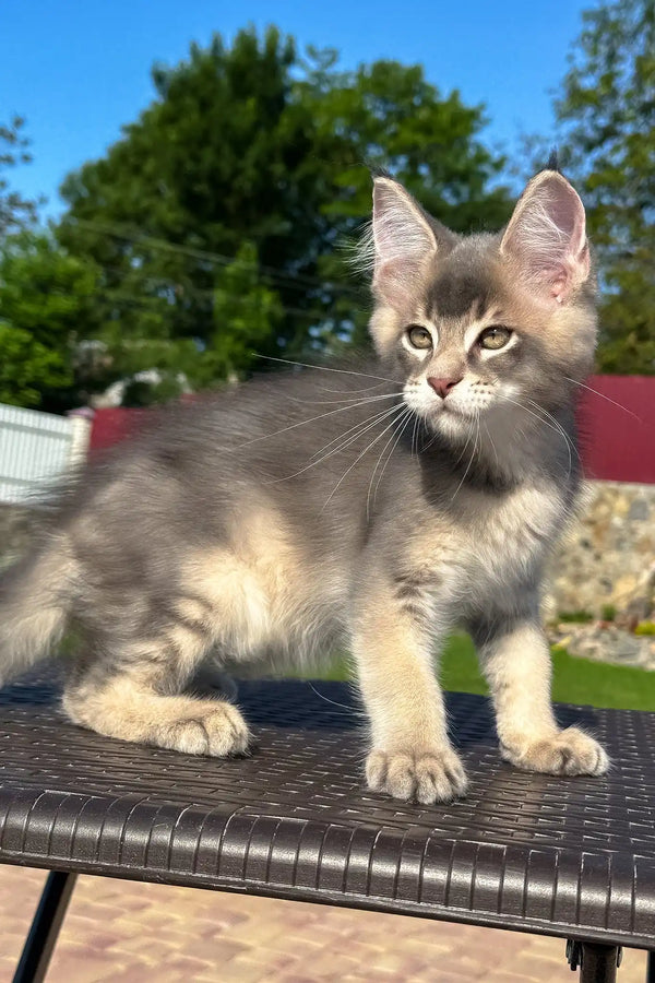 Vasarmat | golden maine coon kitten