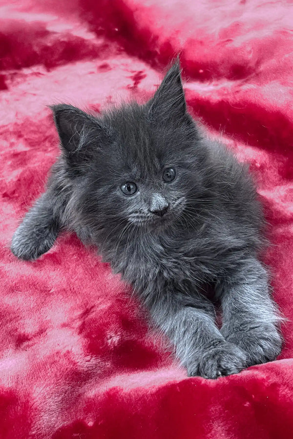 Vassa | maine coon kitten