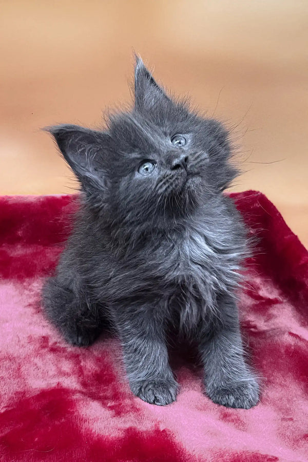 Vassa | maine coon kitten