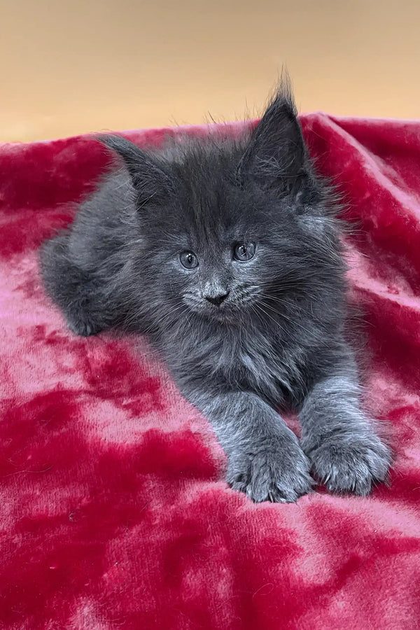 Vassa | maine coon kitten