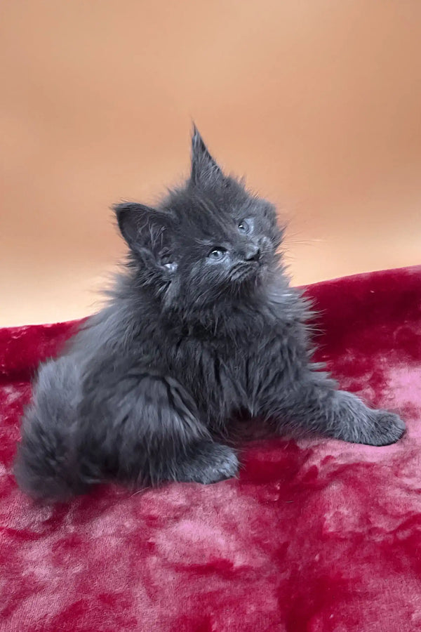 Vassa | maine coon kitten