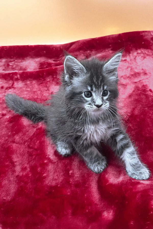Vatan | maine coon kitten