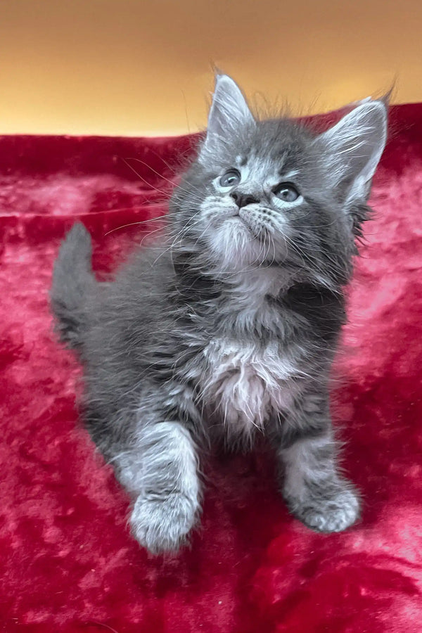 Vatan | maine coon kitten