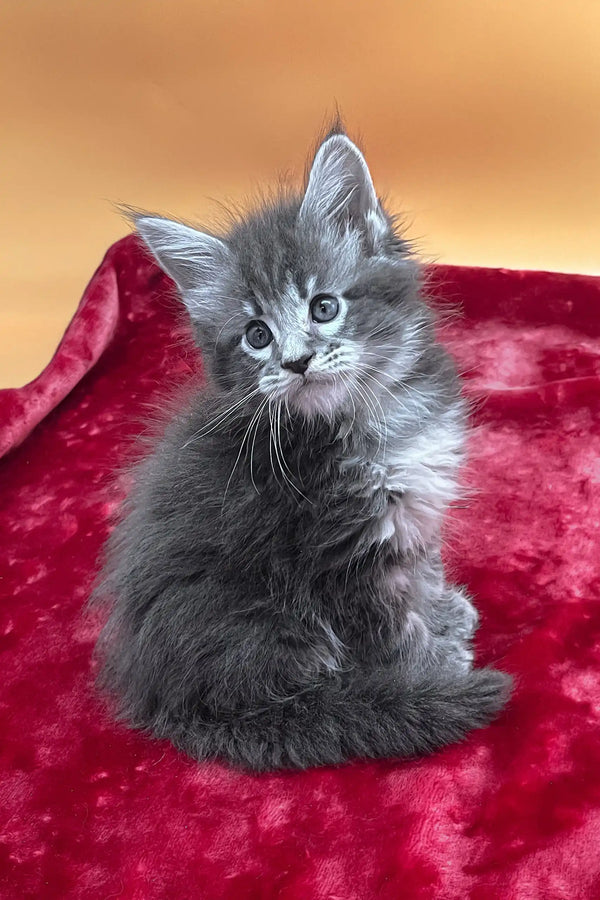 Vatan | maine coon kitten