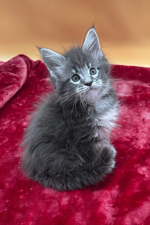 Vatan | maine coon kitten