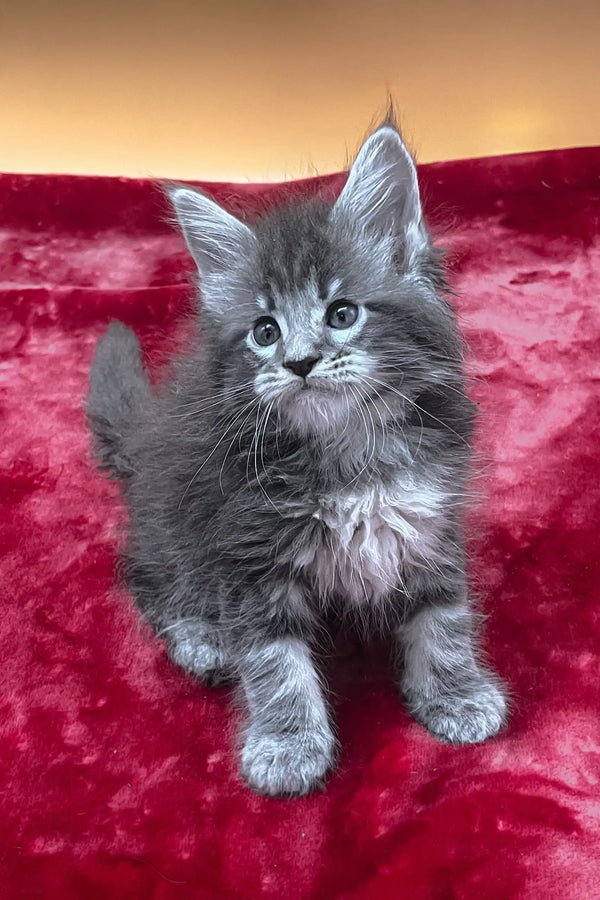 Vatan | maine coon kitten