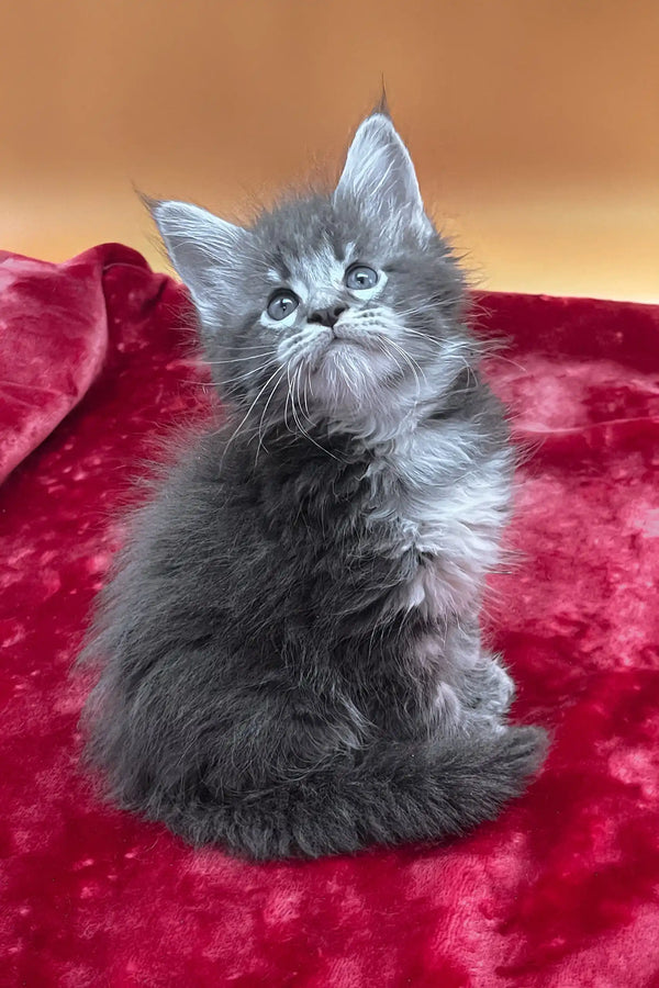 Vatan | maine coon kitten