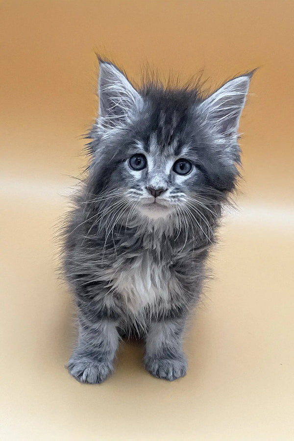 Vatanna | maine coon kitten