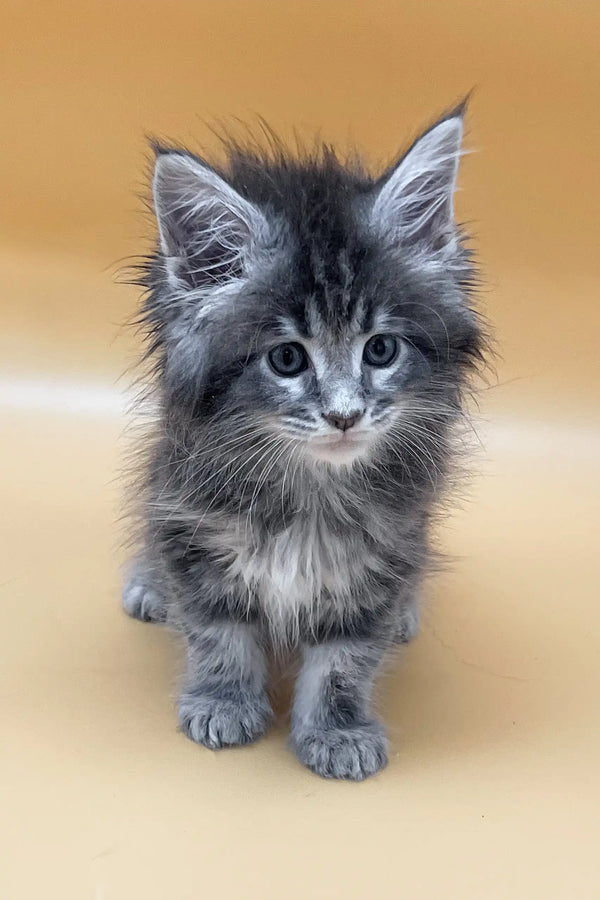 Vatanna | maine coon kitten