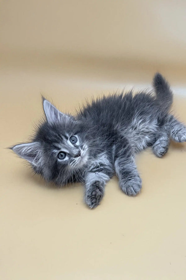 Vatanna | maine coon kitten