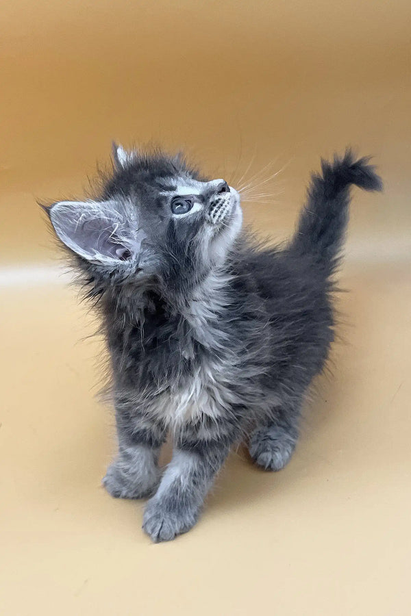 Vatanna | maine coon kitten