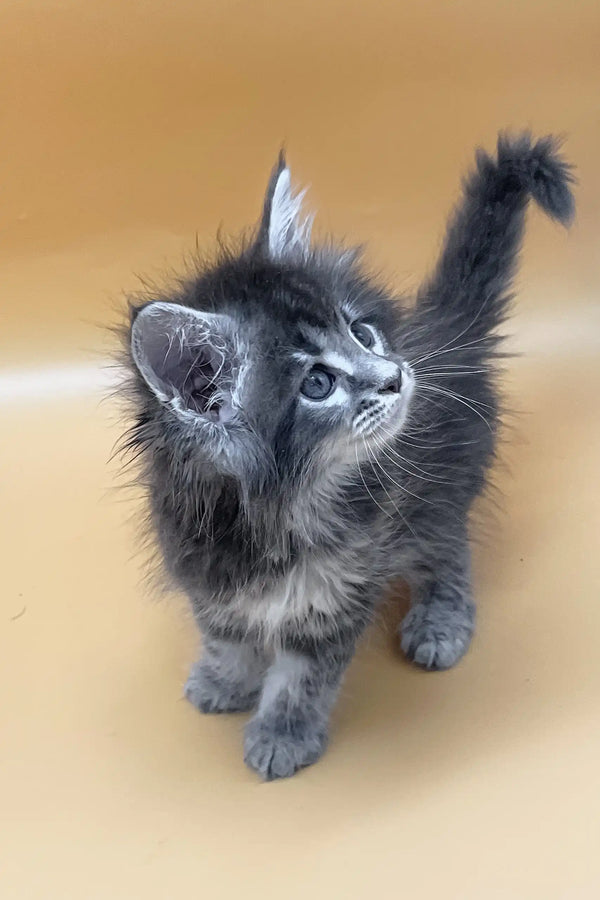 Vatanna | maine coon kitten