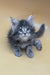 Vatanna | maine coon kitten