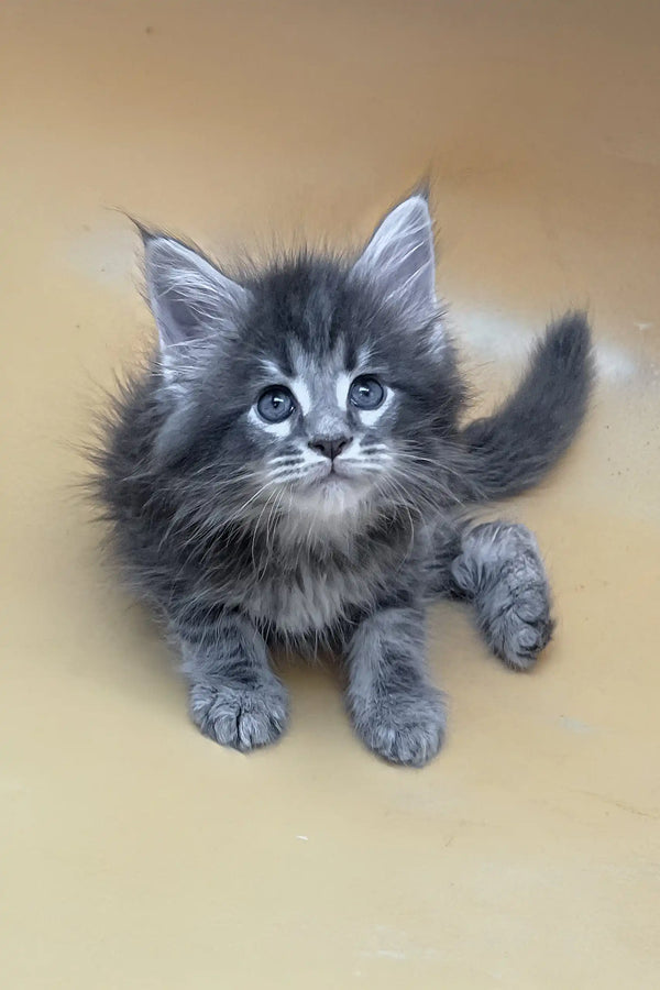 Vatanna | maine coon kitten