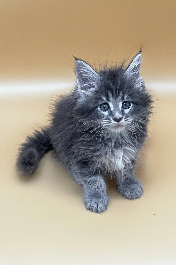 Vatanna | maine coon kitten