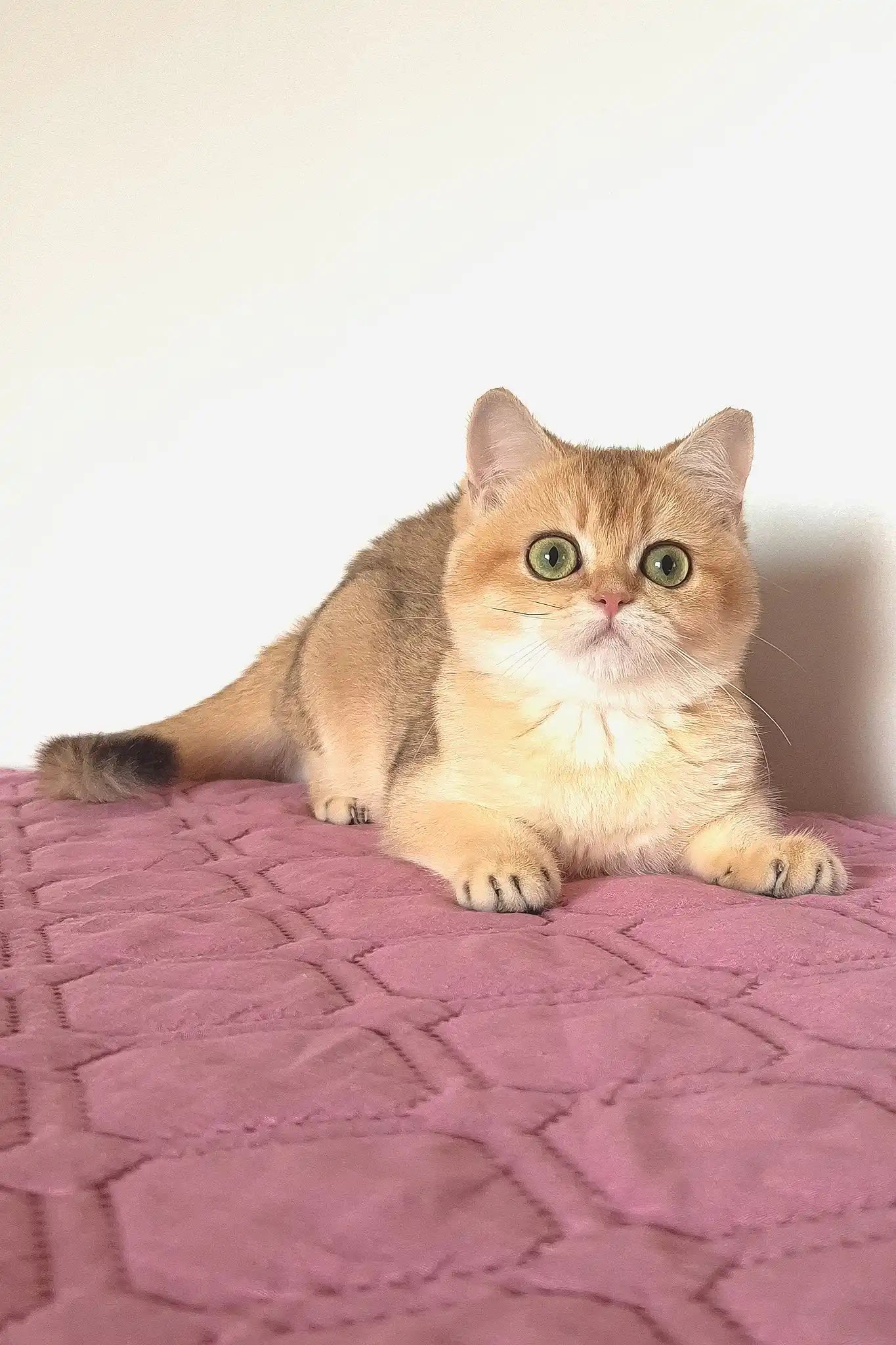 Ticked Chocolate British Shorthair Kittens Golden Shaded British