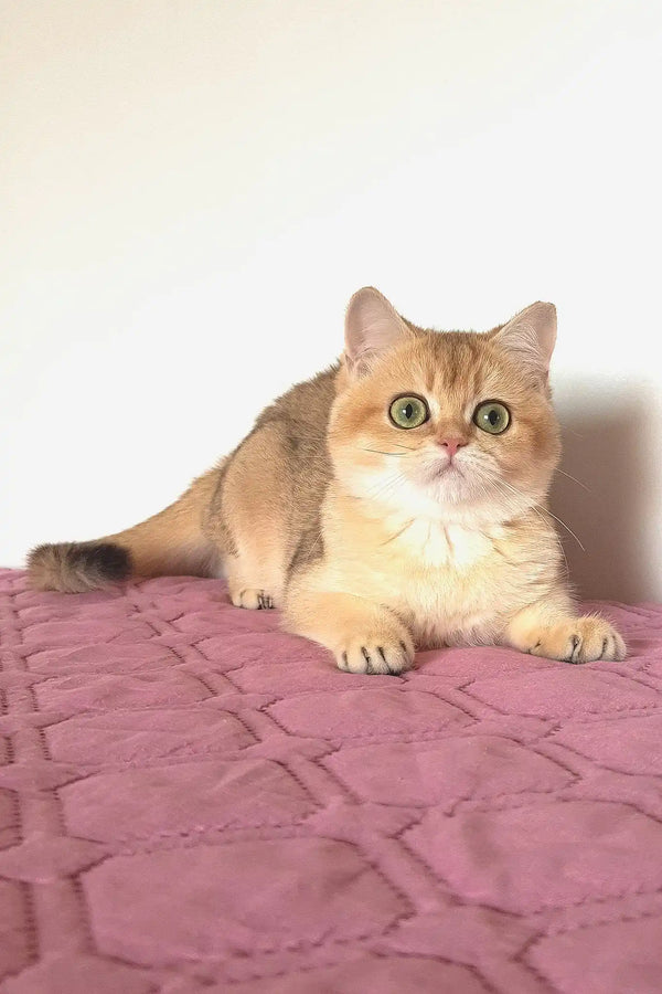 Veera | british shorthair kitten