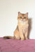Veera | british shorthair kitten