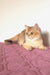 Veera | british shorthair kitten