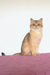 Veera | british shorthair kitten