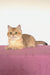 Veera | british shorthair kitten