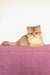 Veera | british shorthair kitten