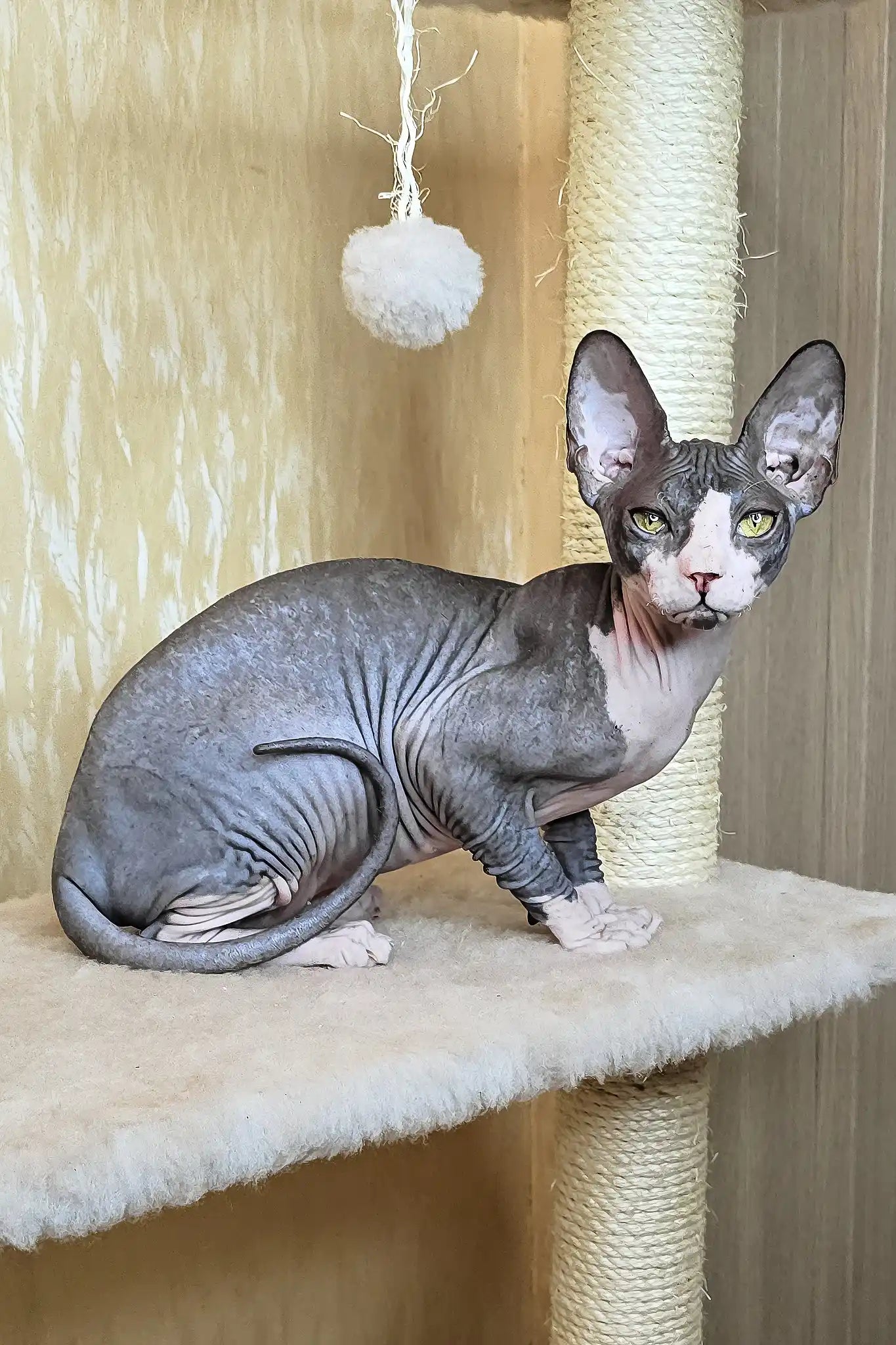 Sphynx Cat Adoption Florida: Ultimate Guide to Loving Your New Pet