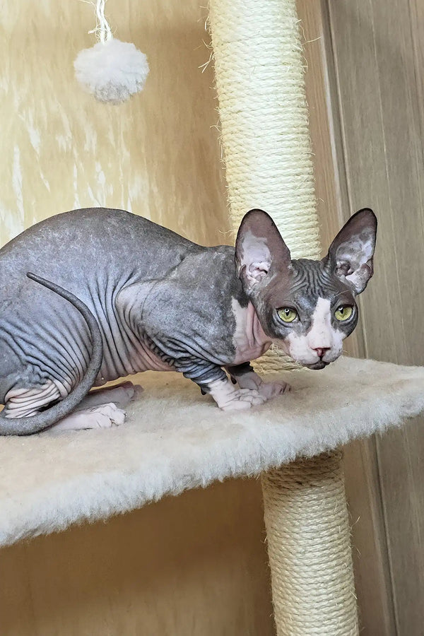 Vega | canadian sphynx kitten