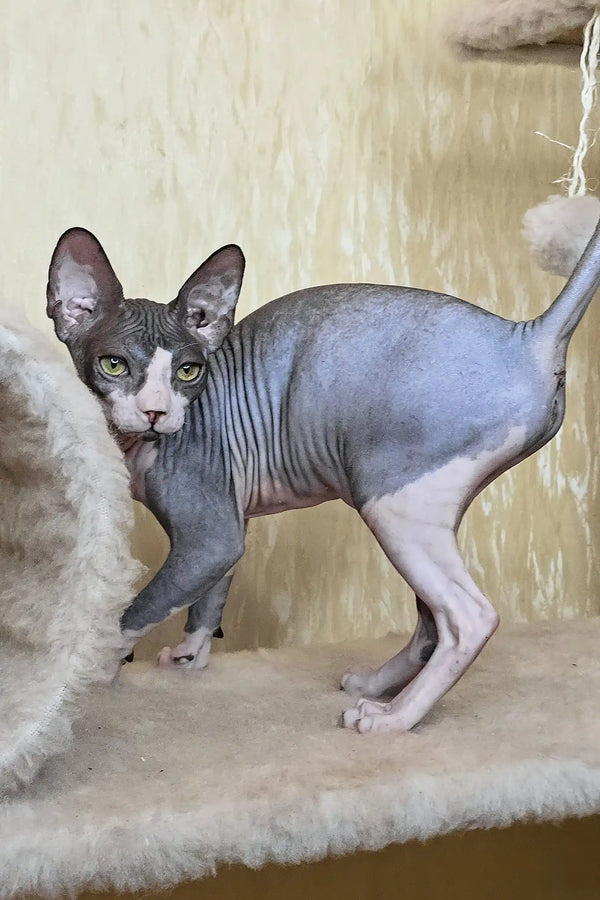 Vega | canadian sphynx kitten