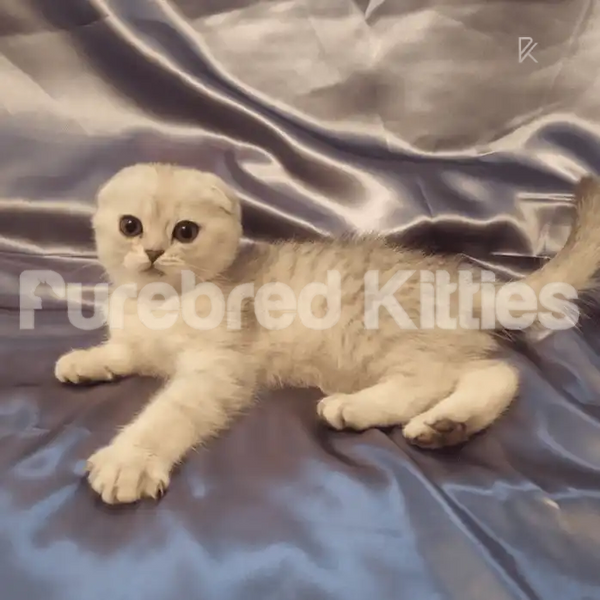 Vega Scottish Fold Kitten March 24th resting on silky fabric