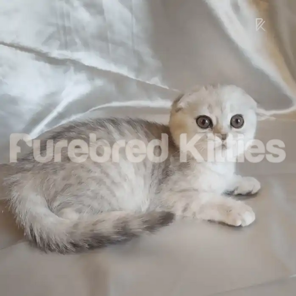 Scottish Fold kitten Vega with wide eyes and folded ears available for Air Delivery Form