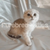 Scottish Fold Kitten with wide eyes and folded ears from Vega, available for air delivery