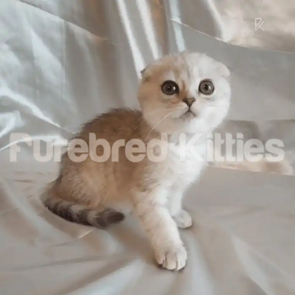 Scottish Fold Kitten with wide eyes and folded ears from Vega, available for air delivery