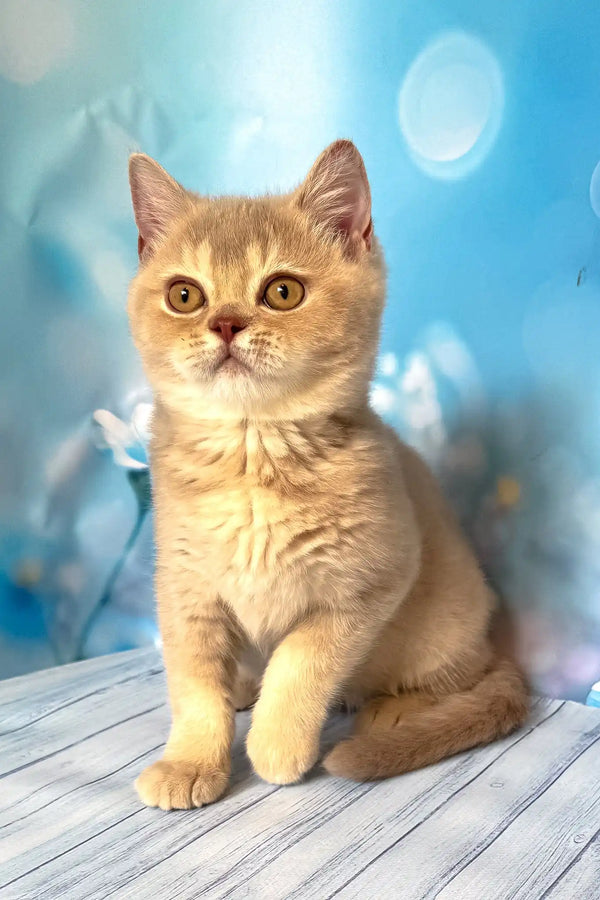 Vegas | british shorthair kitten