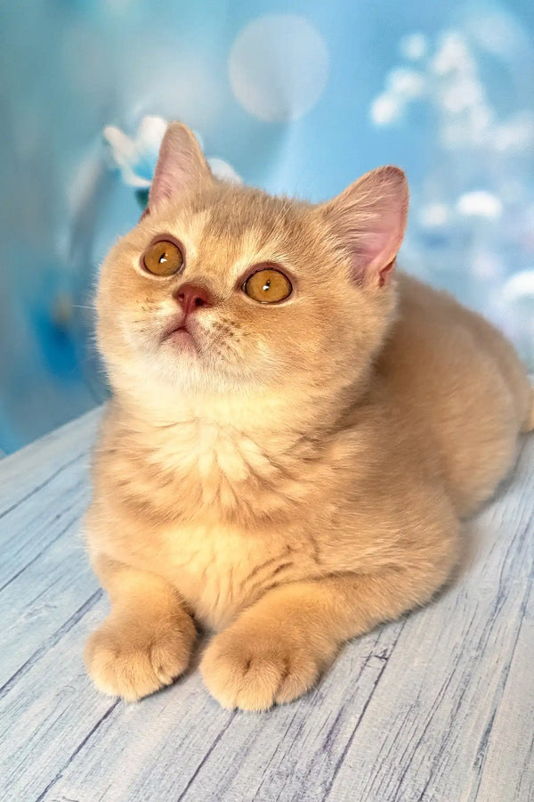 Vegas | british shorthair kitten