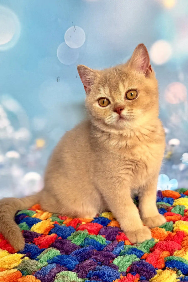 Vegas | british shorthair kitten