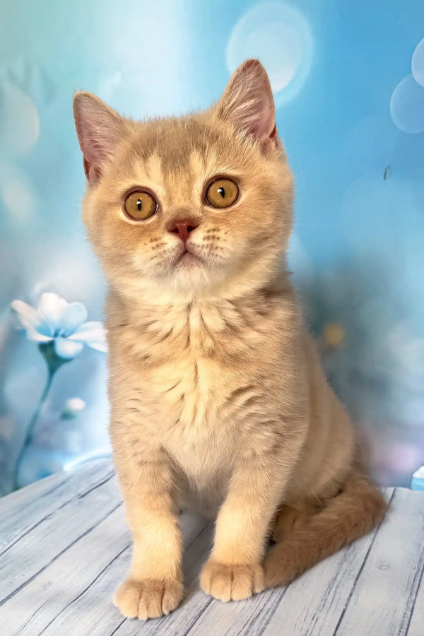 Vegas | british shorthair kitten