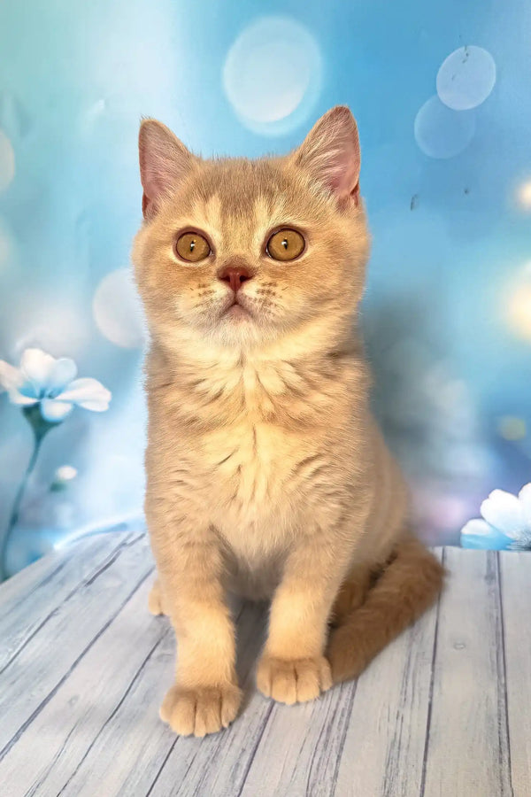 Vegas | british shorthair kitten