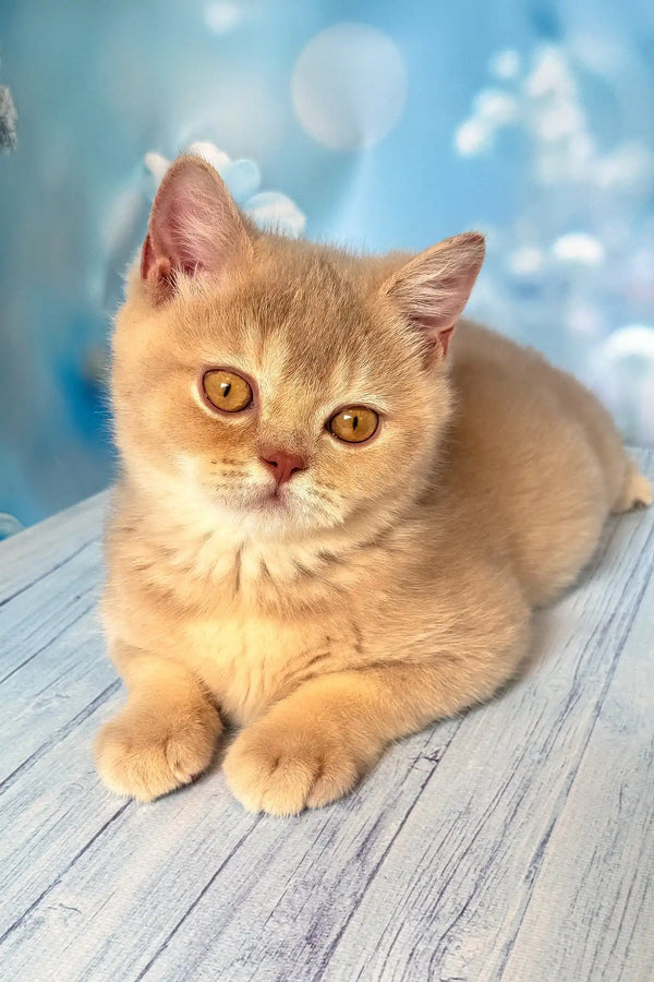 Vegas | british shorthair kitten
