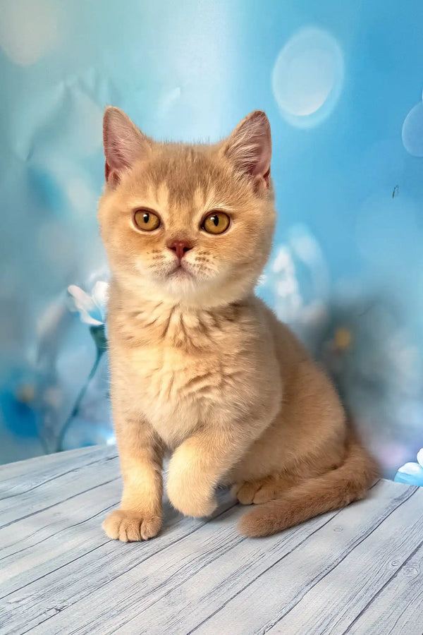 Vegas | british shorthair kitten