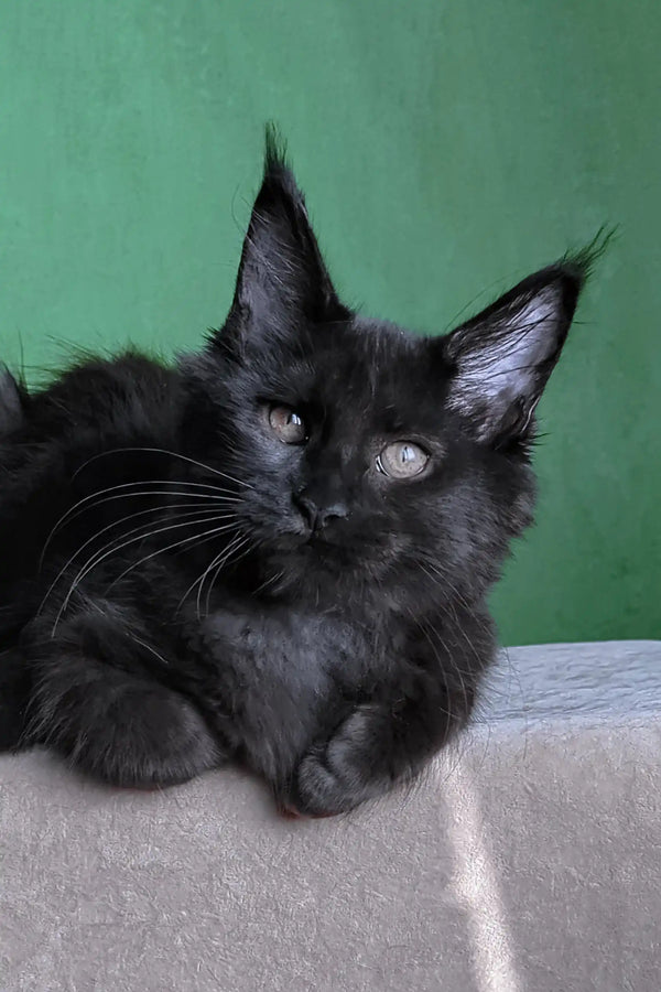 Veles | maine coon kitten