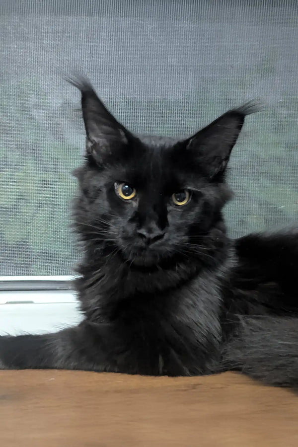 Veles | maine coon kitten