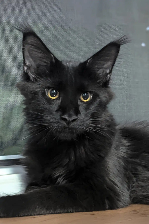 Veles | maine coon kitten