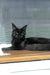Veles | maine coon kitten