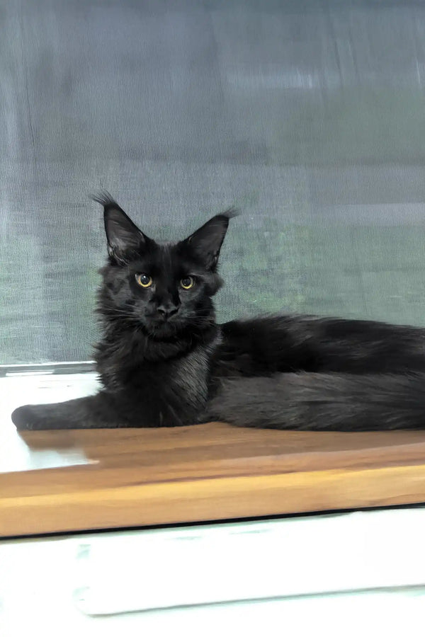 Veles | maine coon kitten