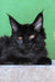 Veles | maine coon kitten