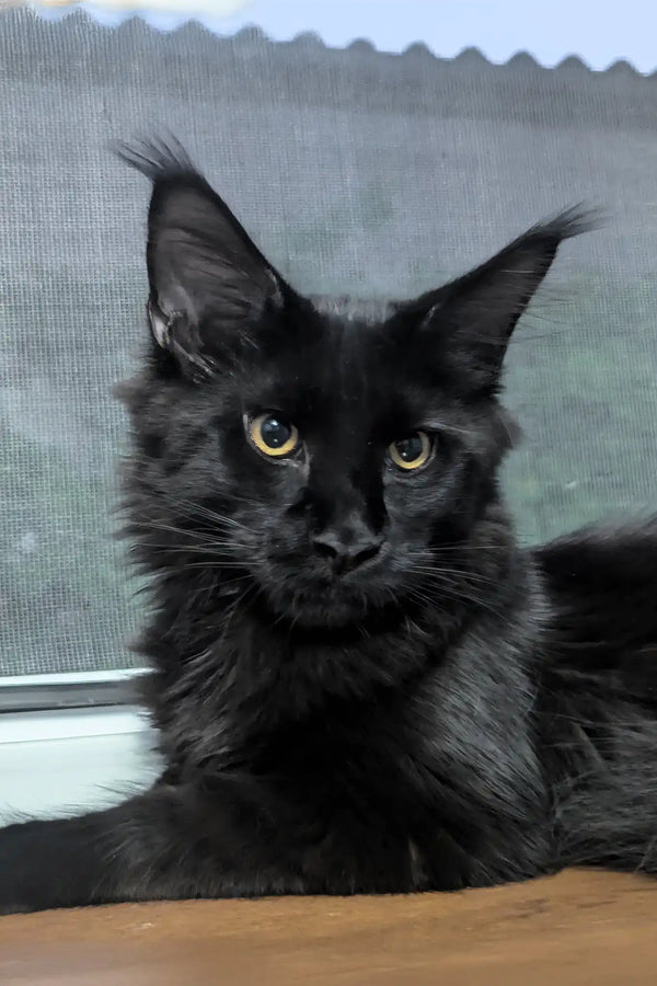 Veles | maine coon kitten